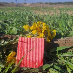 סבון מנגו שמן קלנדולה  עם ריח מנגו , ליים , בזיליקום